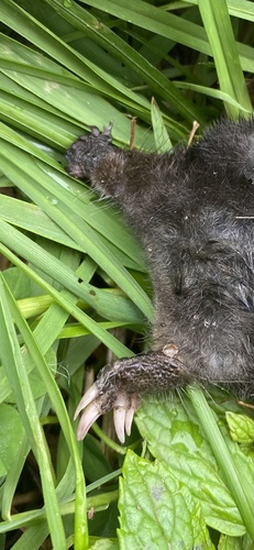 Star-nosed Mole observed by fifewalker