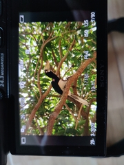 Anthracoceros albirostris