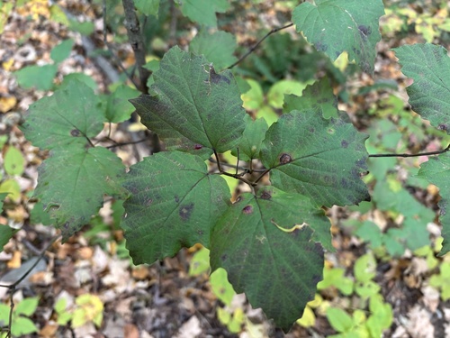 mapleleaf viburnum