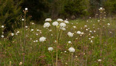 Trachymene composita composita