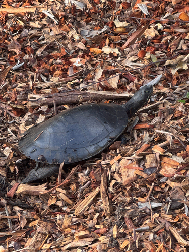 Eastern Short-necked Turtle