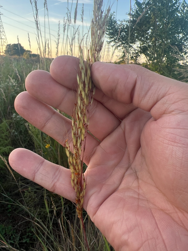 Indiangrass