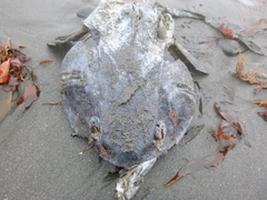 Ogcocephalidae