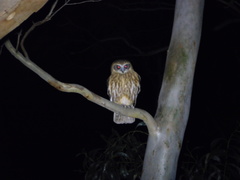 Ninox boobook boobook