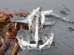 Ogcocephalidae
