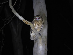 Ninox boobook boobook