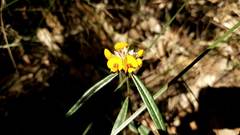 Pultenaea polifolia
