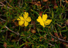 Hibbertia acicularis