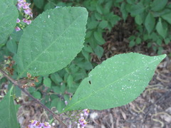 Callicarpa dichotoma