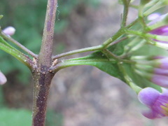Callicarpa dichotoma