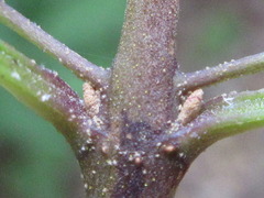 Callicarpa dichotoma