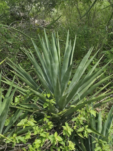 Agave angustifolia observed 2026-10-11