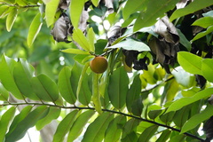 Diospyros blancoi
