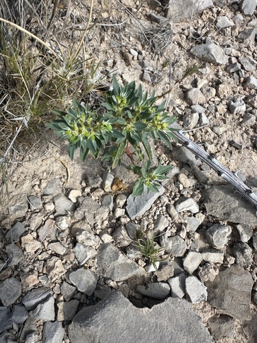 Squareseed Spurge