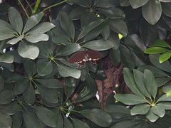 Papilio polytes cyrus