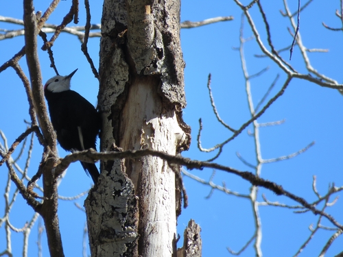White-headed Woodpecker