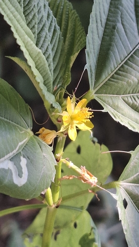 Corchorus olitorius observed 2026-10-11