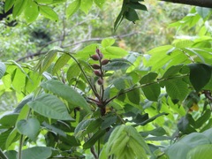 Juglans ailantifolia