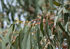 Eucalyptus globulus pseudoglobulus