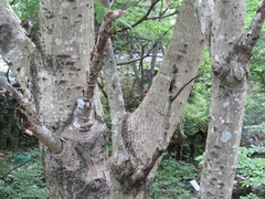 Juglans ailantifolia