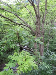 Juglans ailantifolia