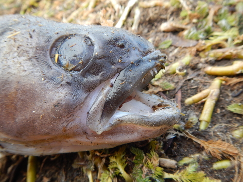 Black cod (Paranotothenia magellanica) — Nototheniidae — 4