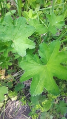 Alchemilla subcrenata
