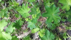 Alchemilla subcrenata