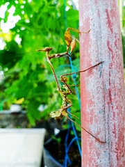 Gongylus gongylodes