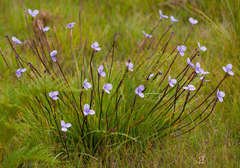 Patersonia occidentalis occidentalis