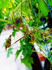 Gongylus gongylodes