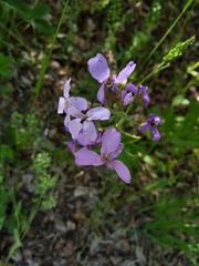 Hesperis pycnotricha