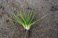 Isoetes echinospora