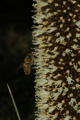 Xanthorrhoea quadrangulata