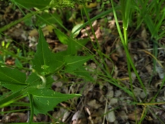 Hesperis pycnotricha