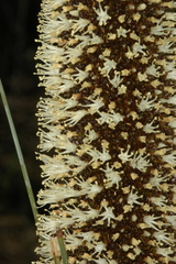 Xanthorrhoea quadrangulata