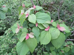 Mallotus japonicus