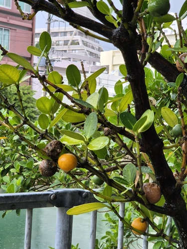 Garcinia observed 2026-10-12