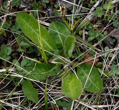 Picris japonica kamtschatica