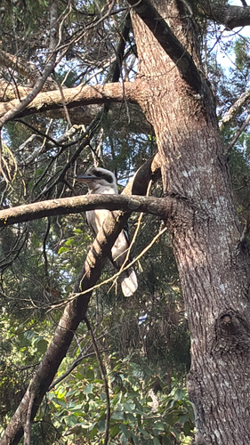 Laughing Kookaburra
