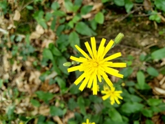 Hieracium lepidulum
