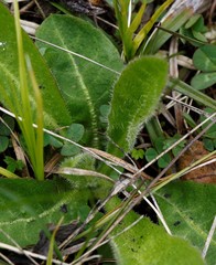 Picris japonica kamtschatica