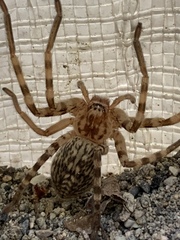 Eusparassus walckenaeri