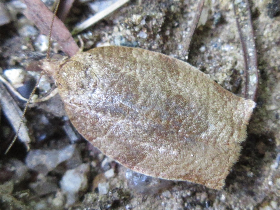 Archipini from 월봉중 on June 24, 2019 by onidiras-iNaturalist · iNaturalist
