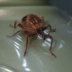 Hyperinae