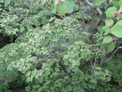 Mallotus japonicus