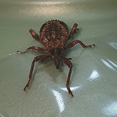 Hyperinae