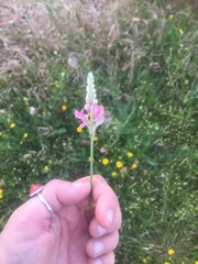 Onobrychis viciifolia