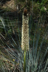 Xanthorrhoea quadrangulata