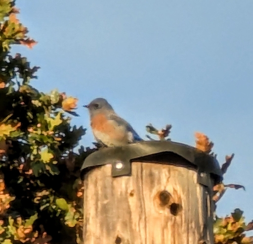 Western Bluebird